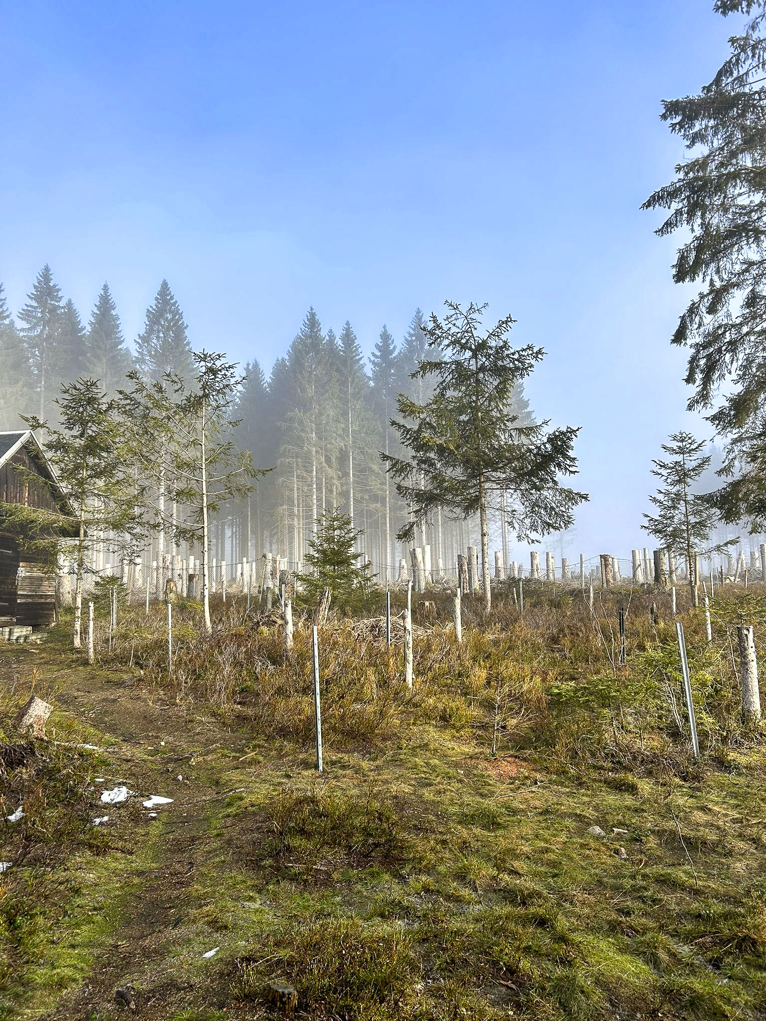 Belegstelle Kieferle im Thüringer Wald