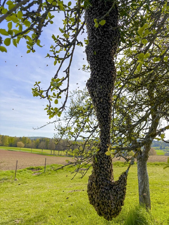 Bilder von Bienenschwärmen