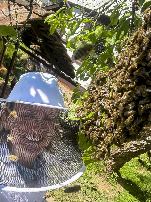 Bilder von Bienenschwärmen