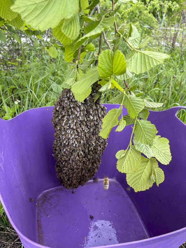 Bilder von Bienenschwärmen