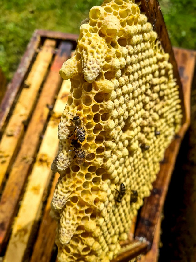 Bilder von Bienenschwärmen